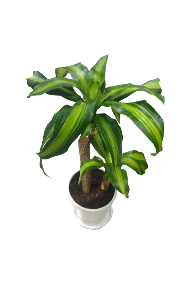 Dracaena Massangeana - Dracaena Fragrans