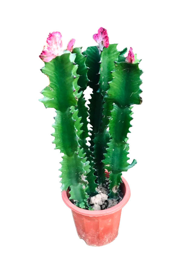 Euphorbia Lactea Cristata (Flowering Cactus) with Coral-like Branches for Indoor and Outdoor Decor at PlantsWorld.ae