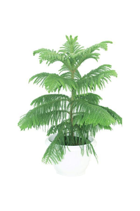 Evergreen Tree-Norfolk Island Pine-Araucaria Heterophylla - Evergreen Tree-Norfolk Island Pine-Araucaria Heterophylla - Plantsworld.ae