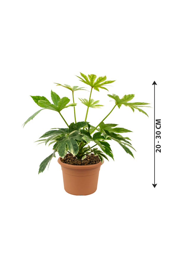 Fatsia Japonica 'Variegata'- Paper Plant