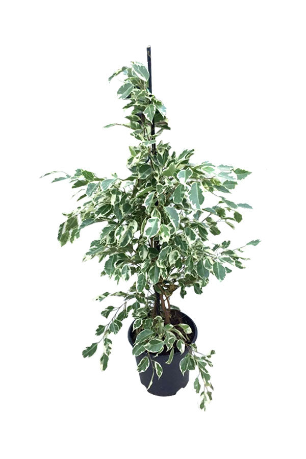 Ficus Benjamina Green Kinky - Dwarf Weeping Fig
