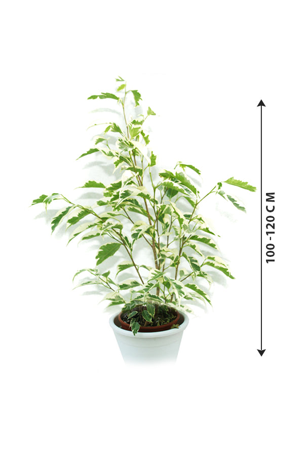 Ficus Benjamina Green Kinky - Dwarf Weeping Fig