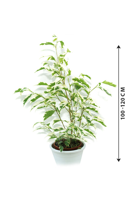 Ficus Benjamina Green Kinky - Dwarf Weeping Fig