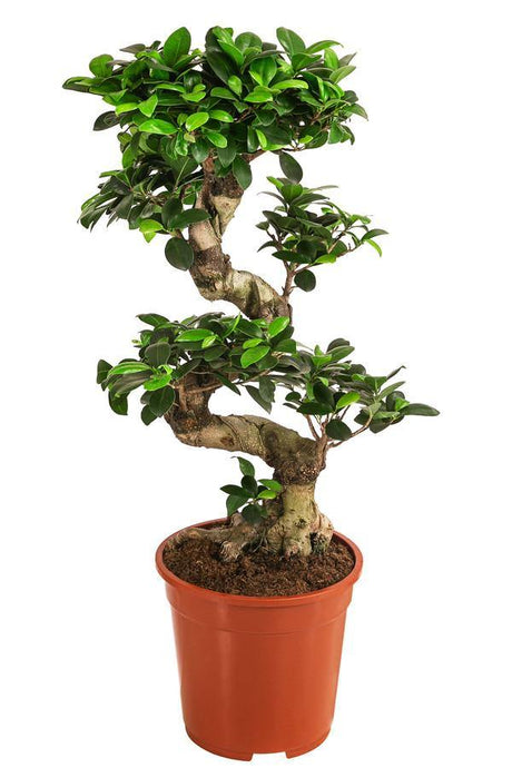 Ficus Bonsai- XL - Plantsworld.ae - {{ varient.name }}