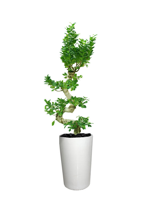 Ficus Bonsai XXL - Beautiful Office Plant with Lush Green Foliage