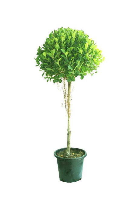 Ficus Panda - Ficus Retusa Indoor Plant for Home & Office Decor at PlantsWorld.ae
