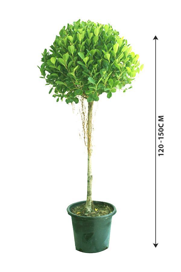 Ficus Panda-Ficus Retusa - Plantsworld.ae - {{ varient.name }}