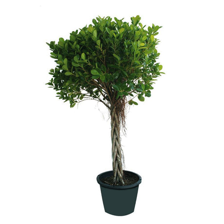 Ficus Panda Twisted - Ficus Panda Twisted - Plantsworld.ae