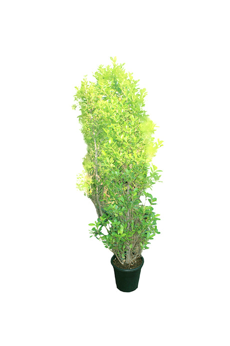 Ficus Panda Cone Shape Ficus Retusa with Compact and Glossy Green Foliage