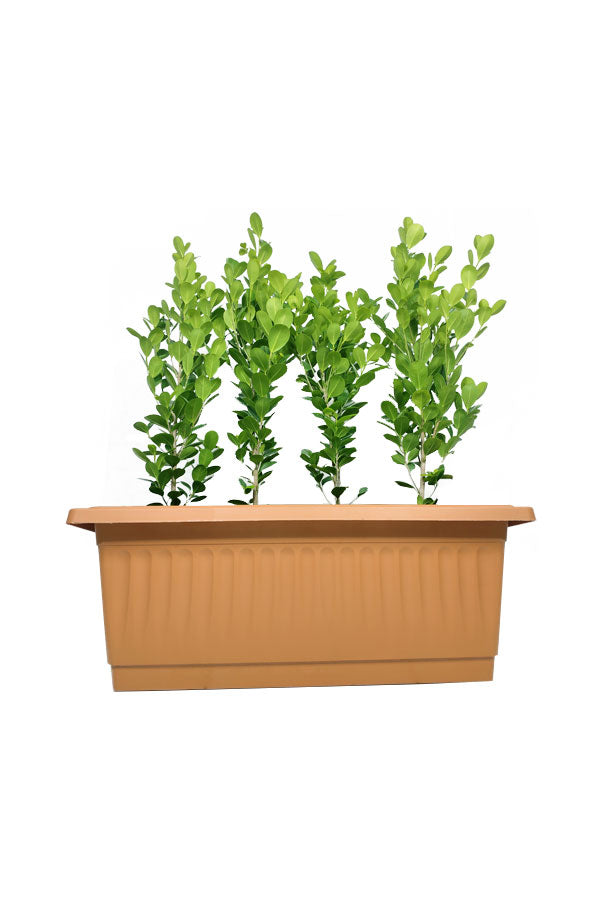 Ficus Panda (5 Nos) Arranged in a Rectangular Pot - Modern Indoor Decor