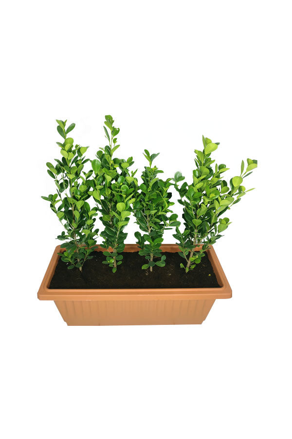 Ficus Panda(5 nos) In Rectangular Pot