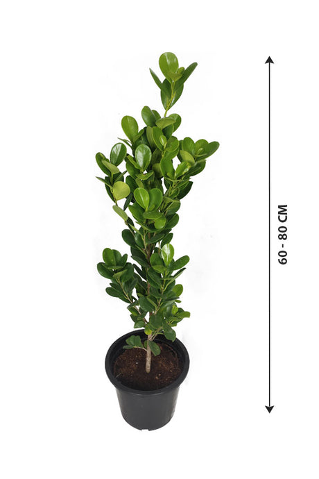 Ficus Panda Single Stump