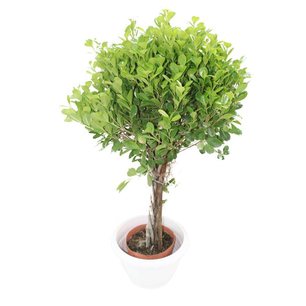 Ficus Panda - Ficus Truncata Outdoor Plant for Garden and Landscape Decor at PlantsWorld.ae