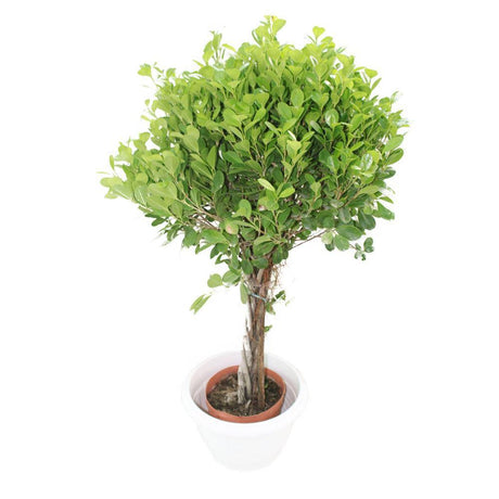 Ficus Panda - Ficus Truncata Outdoor Plant for Garden and Landscape Decor at PlantsWorld.ae