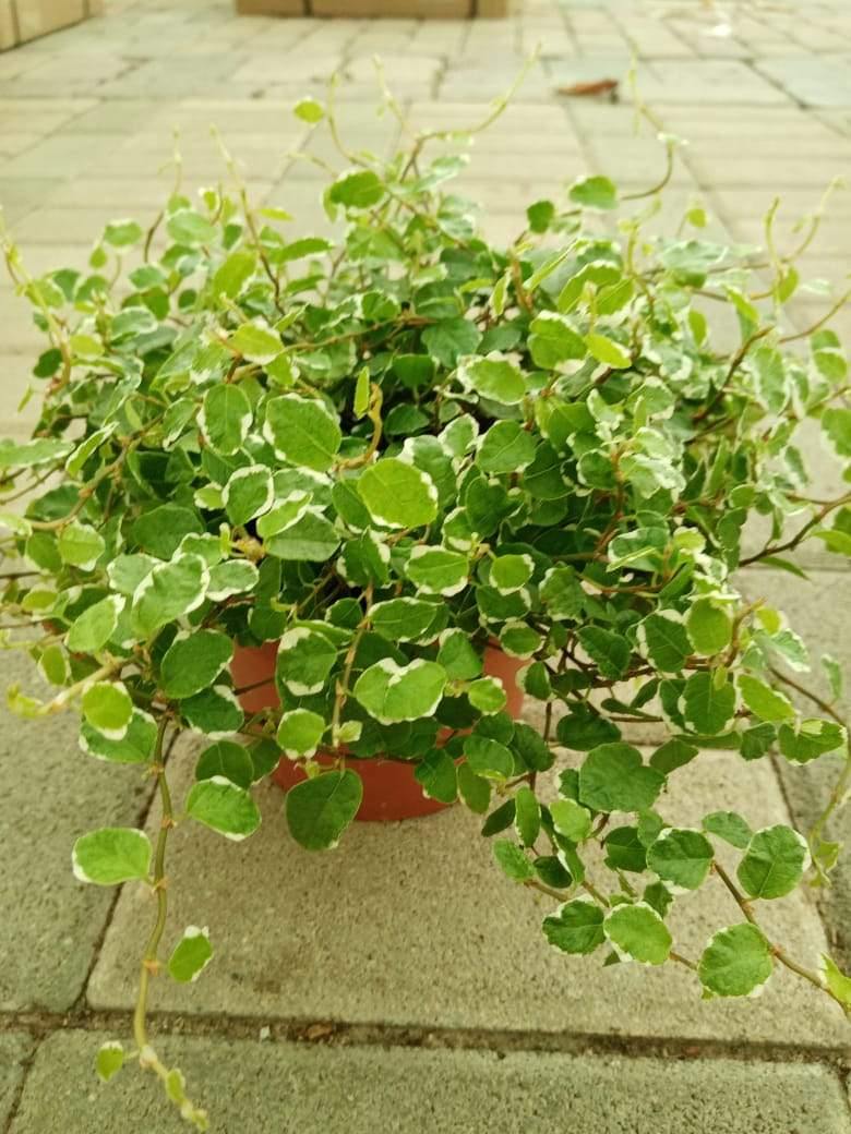 Ficus Pumila Creeping Fig Variegated – Lush Green Plant for Indoor and Outdoor Spaces.