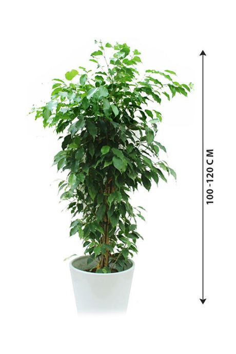 Ficus Benjamina - Weeping Fig - Plantsworld.ae - {{ varient.name }}