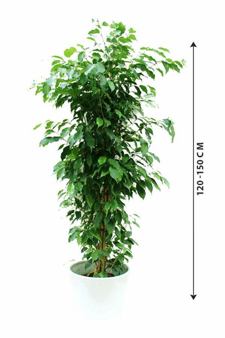 Ficus Benjamina - Weeping Fig - Plantsworld.ae - {{ varient.name }}