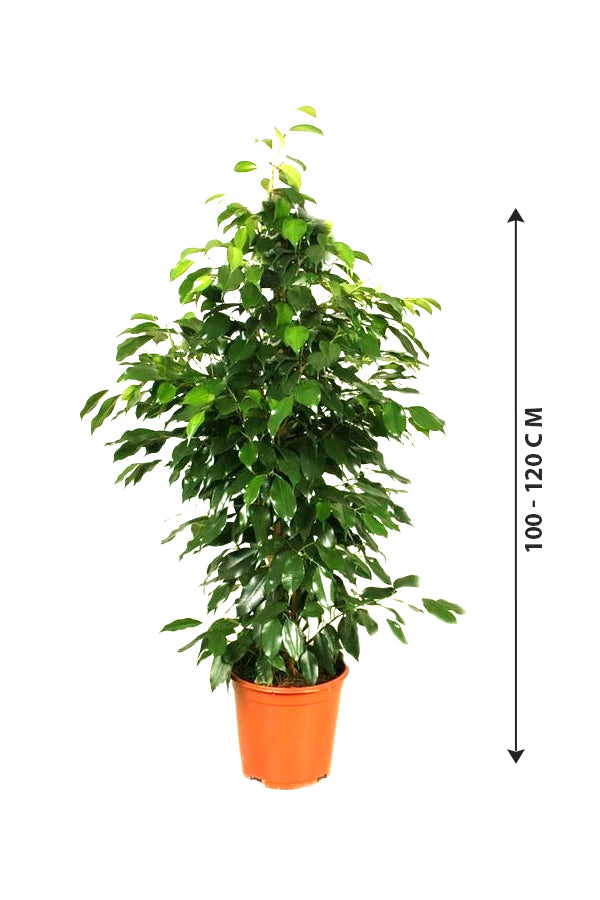 Ficus Benjamina - Weeping Fig - Indoor Plant