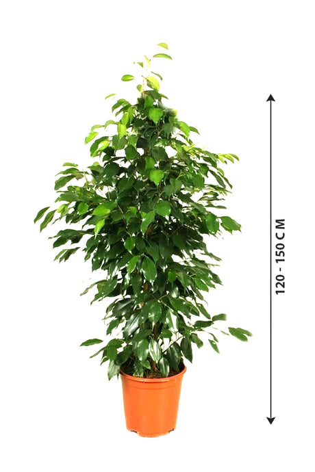 Ficus Benjamina-Weeping Fig - Indoor Plant