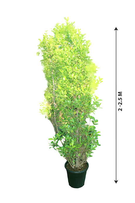 Ficus Panda Cone Shape - Ficus Retusa