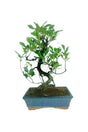 Ficus Bonsai Tree in a Stylish Ceramic Pot - Elegant Indoor Decor