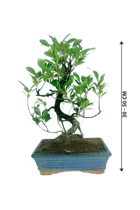 Ficus Bonsai With Ceramic Pot - Bonsai Trees
