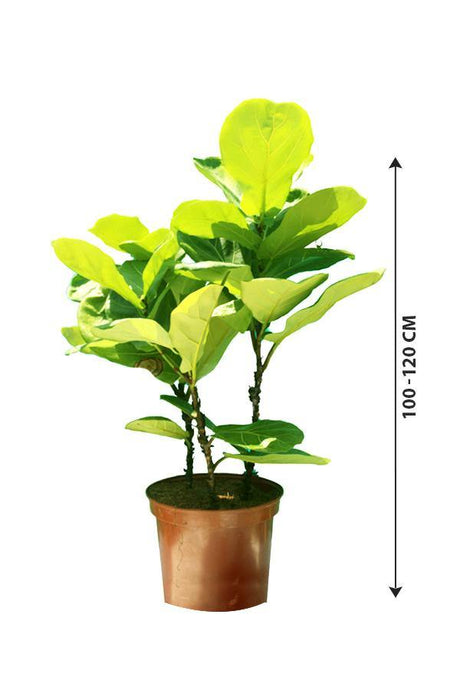 Fiddle leaf Fig Single Stemp - Ficus lyrata - Plantsworld.ae - {{ varient.name }}