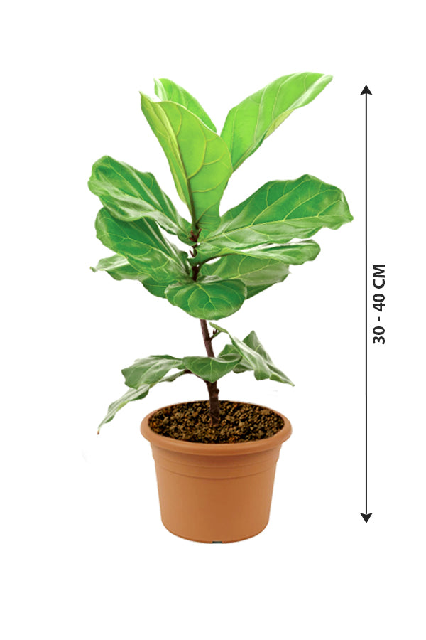 Fiddle Leaf Fig Single Stemp - Ficus Lyrata