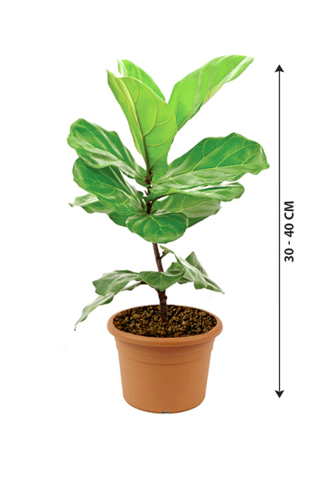 Fiddle Leaf Fig Single Stemp - Ficus Lyrata