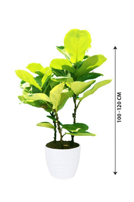 Fiddle leaf Fig Single Stemp - Ficus lyrata - Plantsworld.ae - {{ varient.name }}