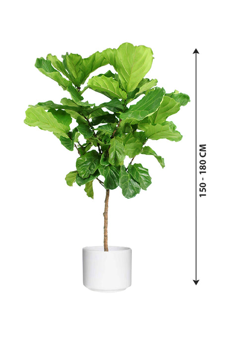 Fiddle Leaf Fig Single Stemp - Ficus Lyrata