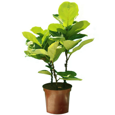 Fiddle leaf Fig Single Stemp - Ficus lyrata - Plantsworld.ae - {{ varient.name }}