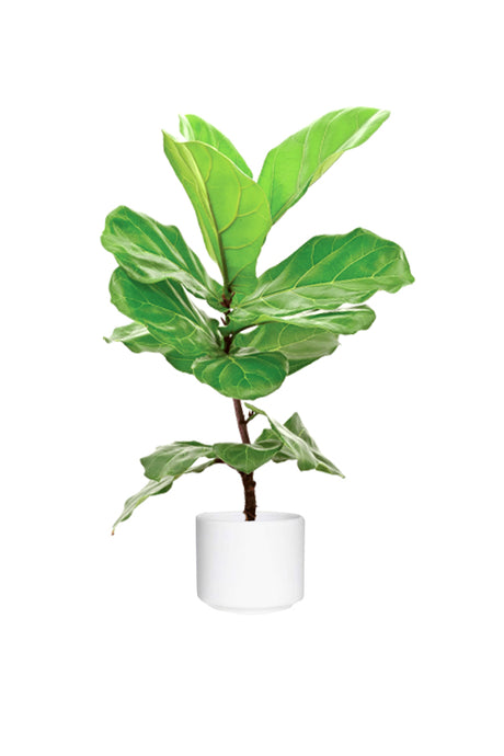 Ficus Panda (5 Nos) Arranged in a Rectangular Pot - Modern Indoor Decor in a white ceramic pot