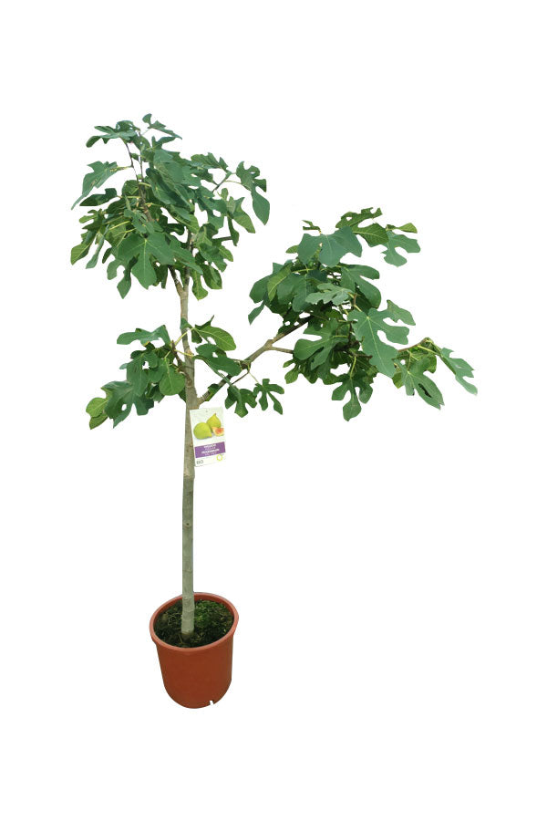 Fig Tree Spain - Outdoor Fruit  Plant