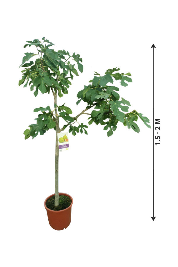 Fig Tree Spain - Outdoor Fruit Plant for Fresh Figs in Your Garden at PlantsWorld.ae