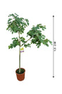 Fig Tree Spain - Outdoor Fruit Plant for Fresh Figs in Your Garden at PlantsWorld.ae