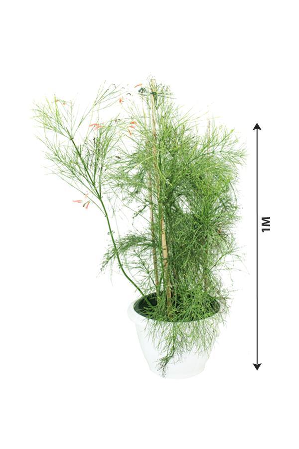 Firecracker Plant - Russelia Equisetiformis - Plantsworld.ae - {{ varient.name }}