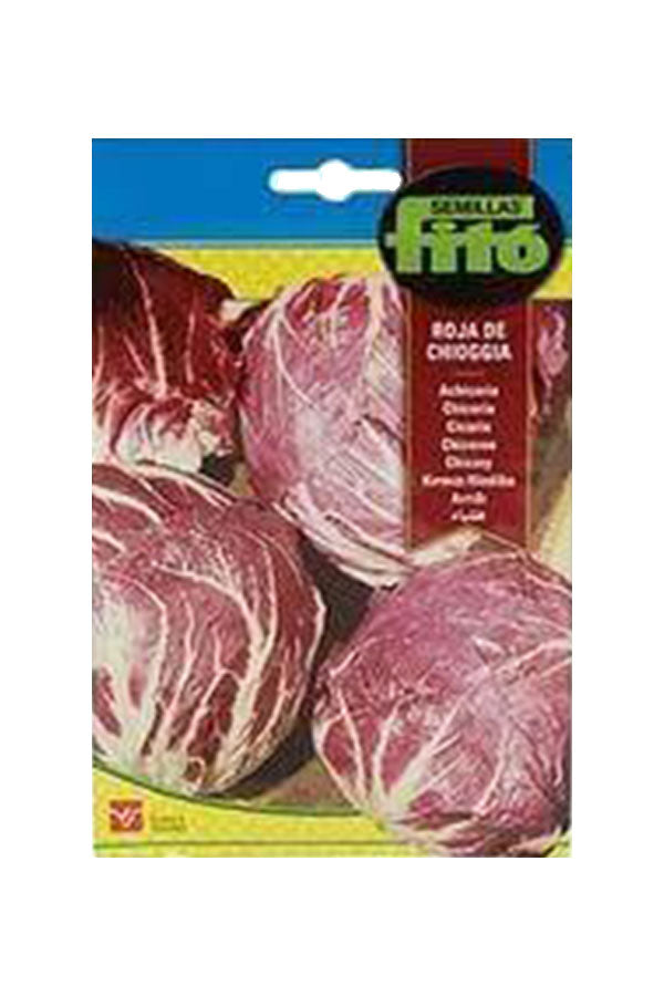 Fito Achicoria Roja De Chioggia (Red Chicory) Seeds (2 g) for growing healthy and vibrant red chicory at Plantsworld.ae