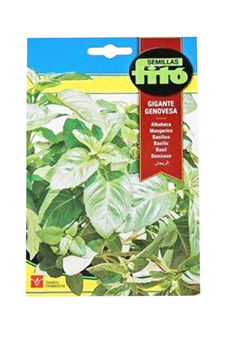 Fito Basil Genovesa Giant (3 g) seeds for growing aromatic, flavorful basil in UAE gardens and kitchens, available at Plantsworld.ae