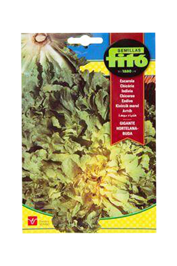 Fito Seed Endive Lettuce (8 g) for a fresh and crisp harvest. Ideal for home gardening, available at Plantsworld.ae