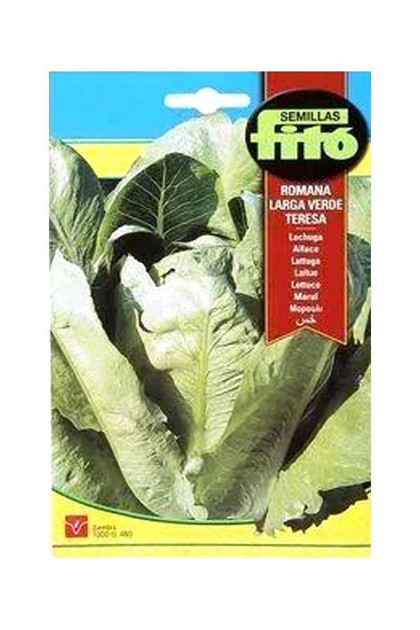 Fito Lettuce Romana Larga Verde (8 g) Seeds for fresh and crunchy home-grown lettuce, available at Plantsworld.ae