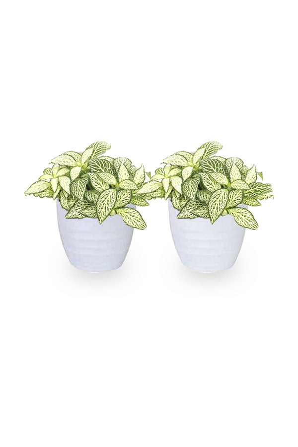 Buy One Get One Fittonia Nerve Plant – Indoor Colorful Plant – PlantsWorld UAE