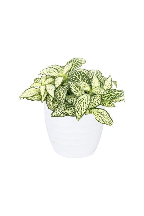 Fittonia - The Nerve Plant - Plantsworld.ae - {{ varient.name }}