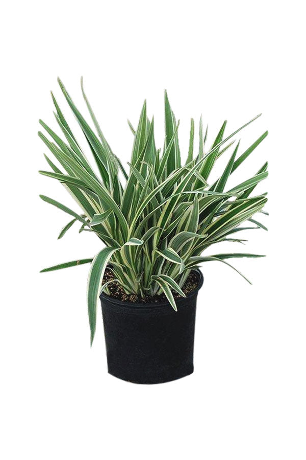 Flax Lilies Dianella with Vibrant Blue and Purple Flowers in UAE Garden