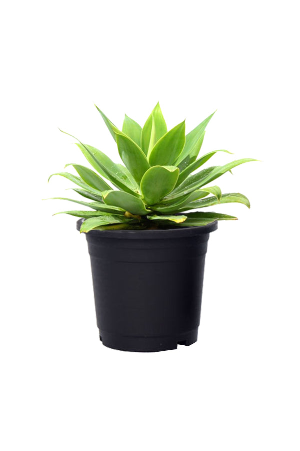 Agave Outdoor Plant in Nursery Pot