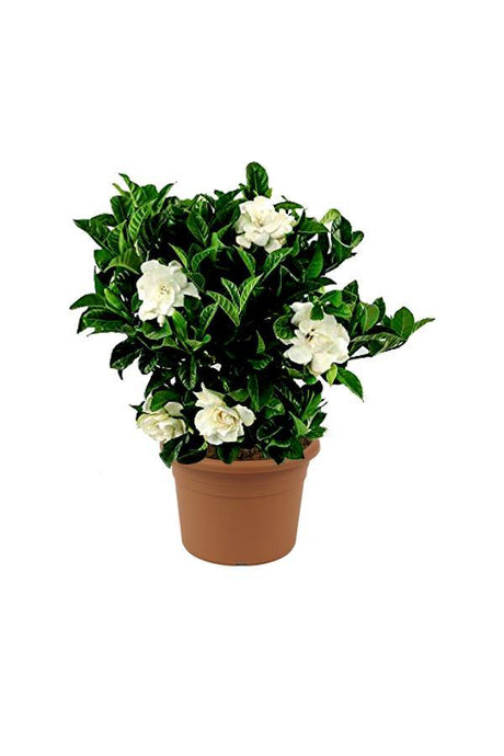 Gardenia -Cape Jasmine Outdoor Flower Plant - Plantsworld.ae - {{ varient.name }}