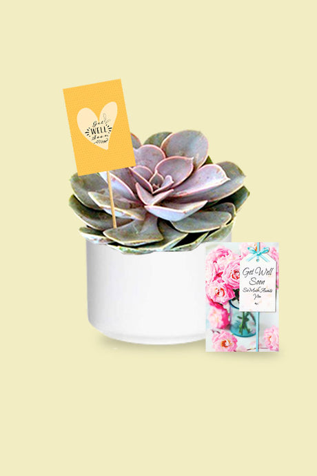 Violet Echeveria – Dusty Rose Succulent in decorative pot, perfect as a get well soon plant gift to uplift and heal.