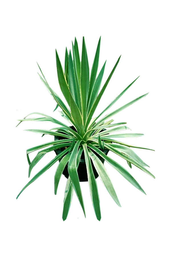 Moss Rose - Portulaca Grandiflora - Vibrant Outdoor Flowering Plant with Colorful Blooms.