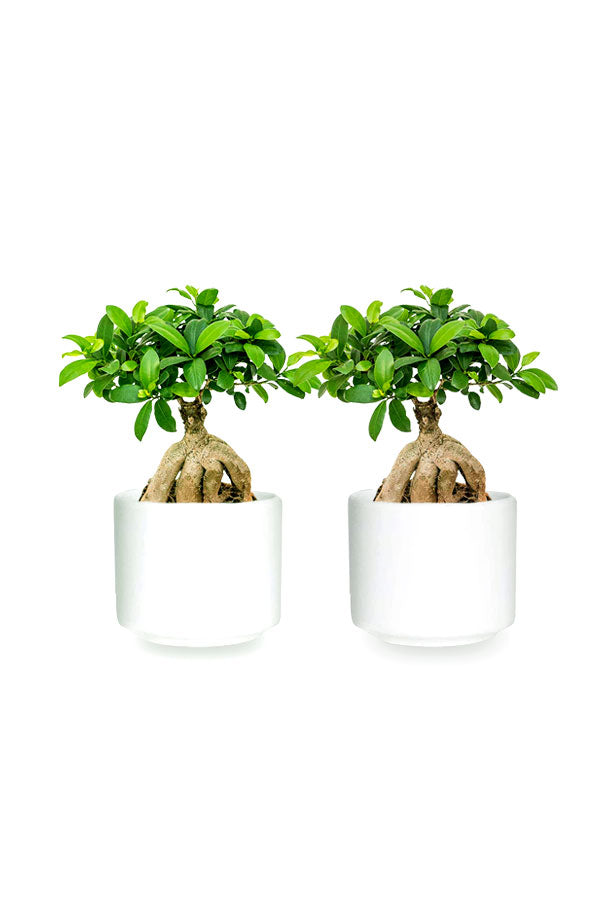 Buy One Get One-Ginseng Bonsai Indoor Plant