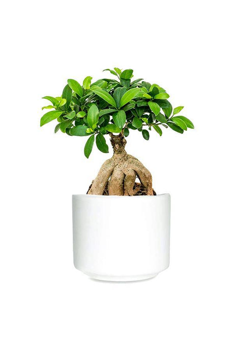 Ginseng Bonsai Plant in an Elegant Ceramic Pot for Indoor Spaces